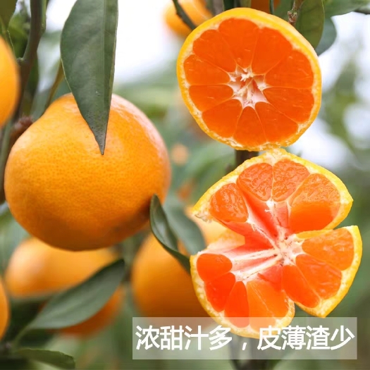 淅川县晚熟蜜桔  无籽蜜桔