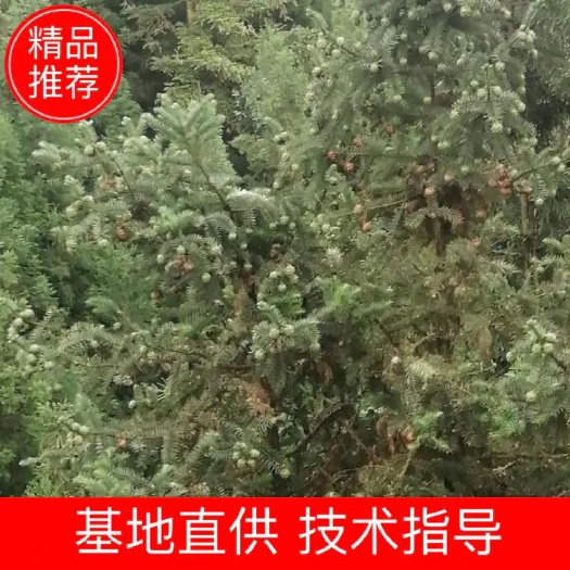 盘州市杉木种子  产地直销，质量保证，饱满度百分之八十以上，发芽率百分之五十多
