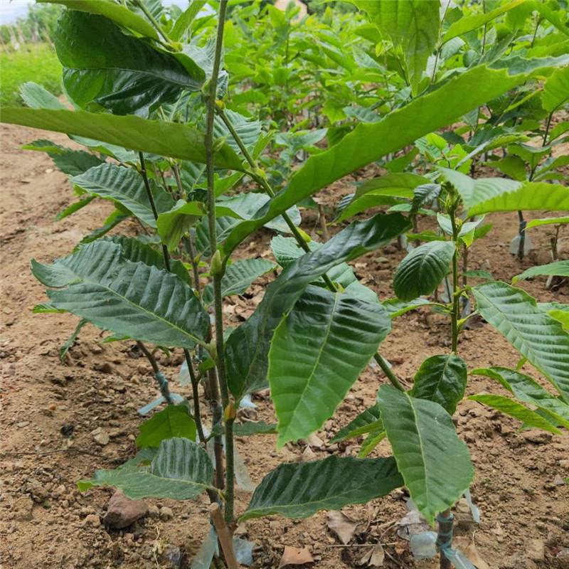 大红袍板栗苗  板栗树苗盆栽地载南北方种植粒大品种齐全
