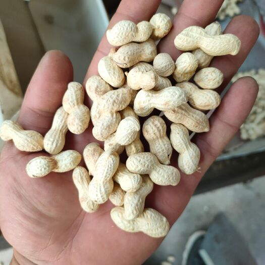 长葛市原味炒花生