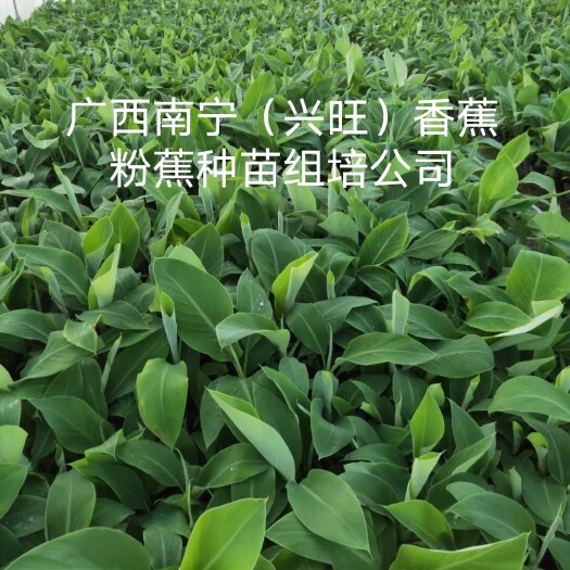 南宁香蕉苗/西贡粉蕉苗/金粉一号蕉苗/桂蕉6号红香蕉/广西香蕉苗