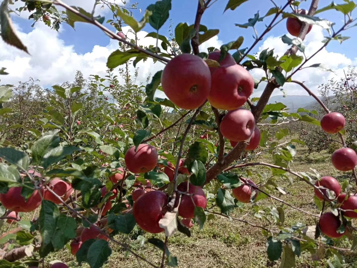 冰糖心蘋果 大涼山瀘沽湖糖心紅富士丑蘋果一件代發(fā)