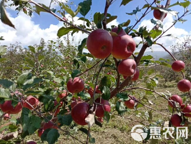 冰糖心苹果 大凉山泸沽湖糖心红富士丑苹果一件代发