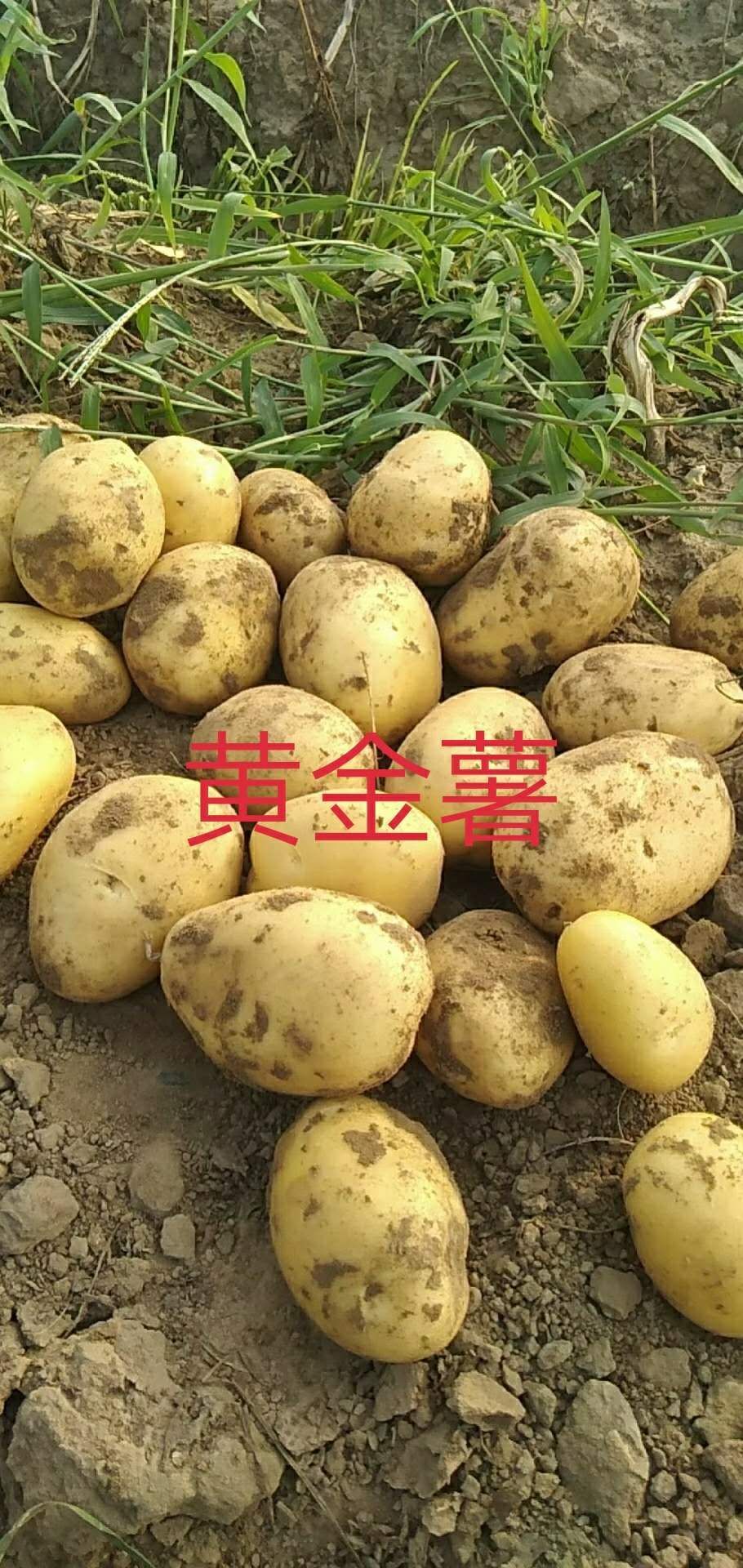 黄心土豆 内蒙赤峰土豆口感很好