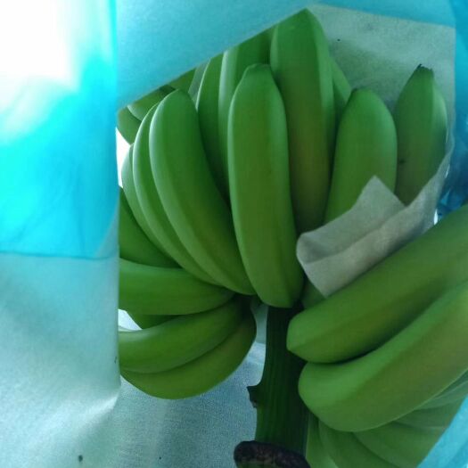 麻栗坡县金平香蕉 七成熟 