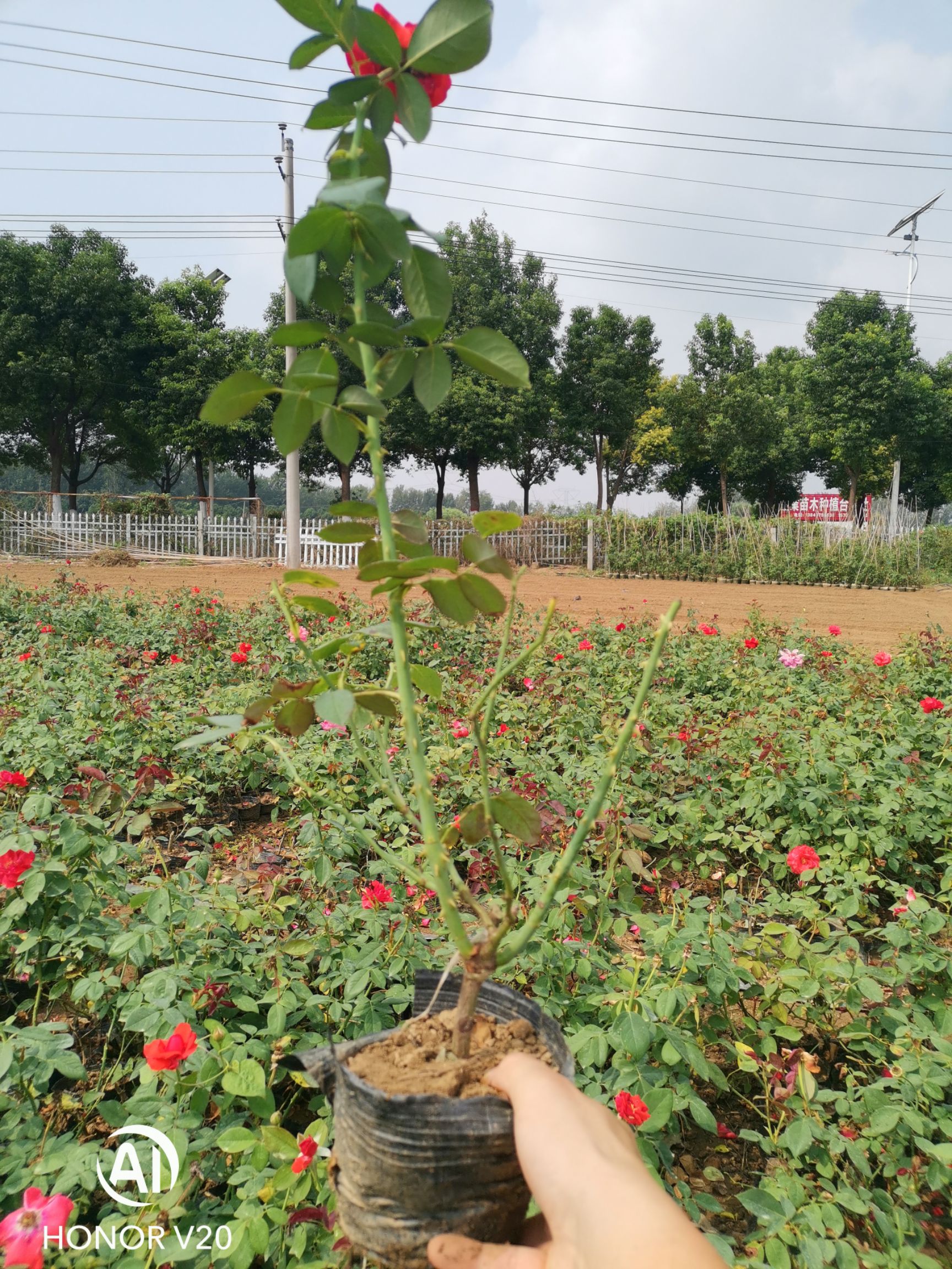 基地直供大花月季，豐花月季，歐月系列杯苗，品種多，花色全