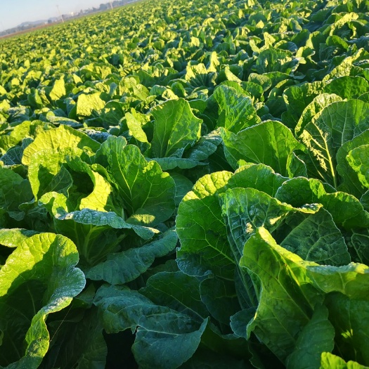 凌海市黄心大白菜  黄心白菜，中大颗，3456斤，适合走市场