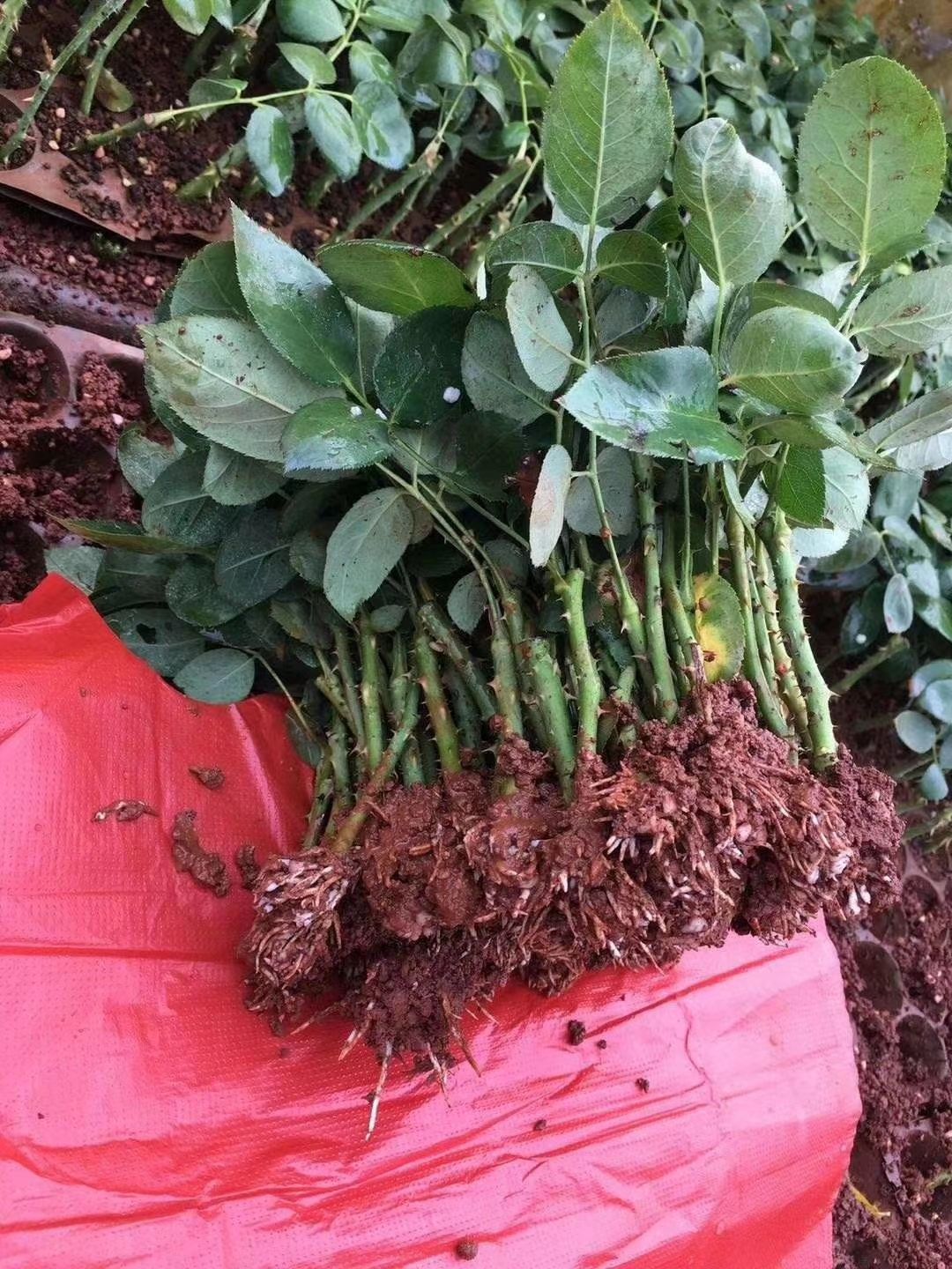 玫瑰苗  玫瑰。玫瑰花树，现挖现卖，基地批发，欢迎咨询购买。