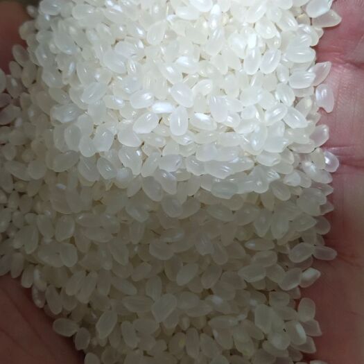 沈阳东北珍珠米新鲜上市