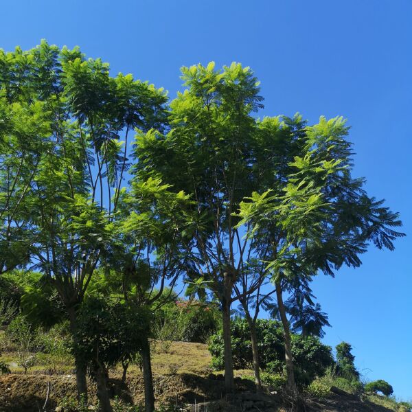 蓝花楹  大小规格齐全 地苗 袋苗 基地2万棵