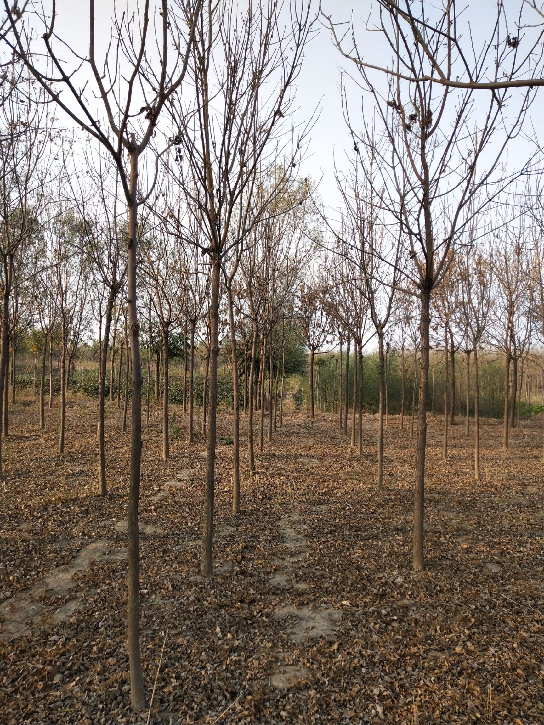 老式白蜡 量大价优，诚信合作互利共赢，规格齐全，愿和广大客户合作。