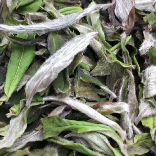 福鼎市 茶农直销】花香白牡丹胎叶福鼎白茶寿眉白毫银针高山白茶叶水甜
