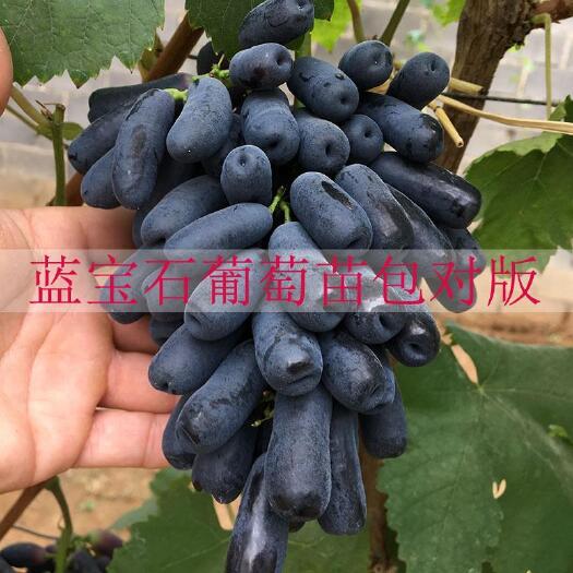 平度市正宗甜蜜蓝宝石葡萄苗批发美国黑提葡萄苗多少钱一棵保纯保成活率