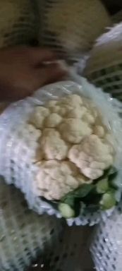 白花菜花  刚刚下来的   量大来盘   颜色鲜亮 自有大型冷库