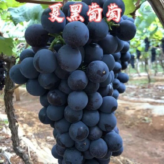 平邑县夏黑葡萄苗，品种纯，无核香甜可口，基地直销现挖现卖