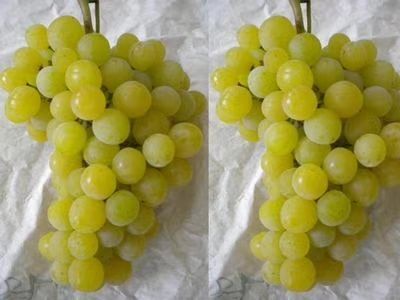 泰安阳光玫瑰葡萄苗 