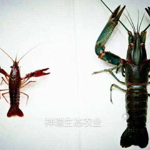 福鼎市澳洲淡水小龙虾 大青6-9钱