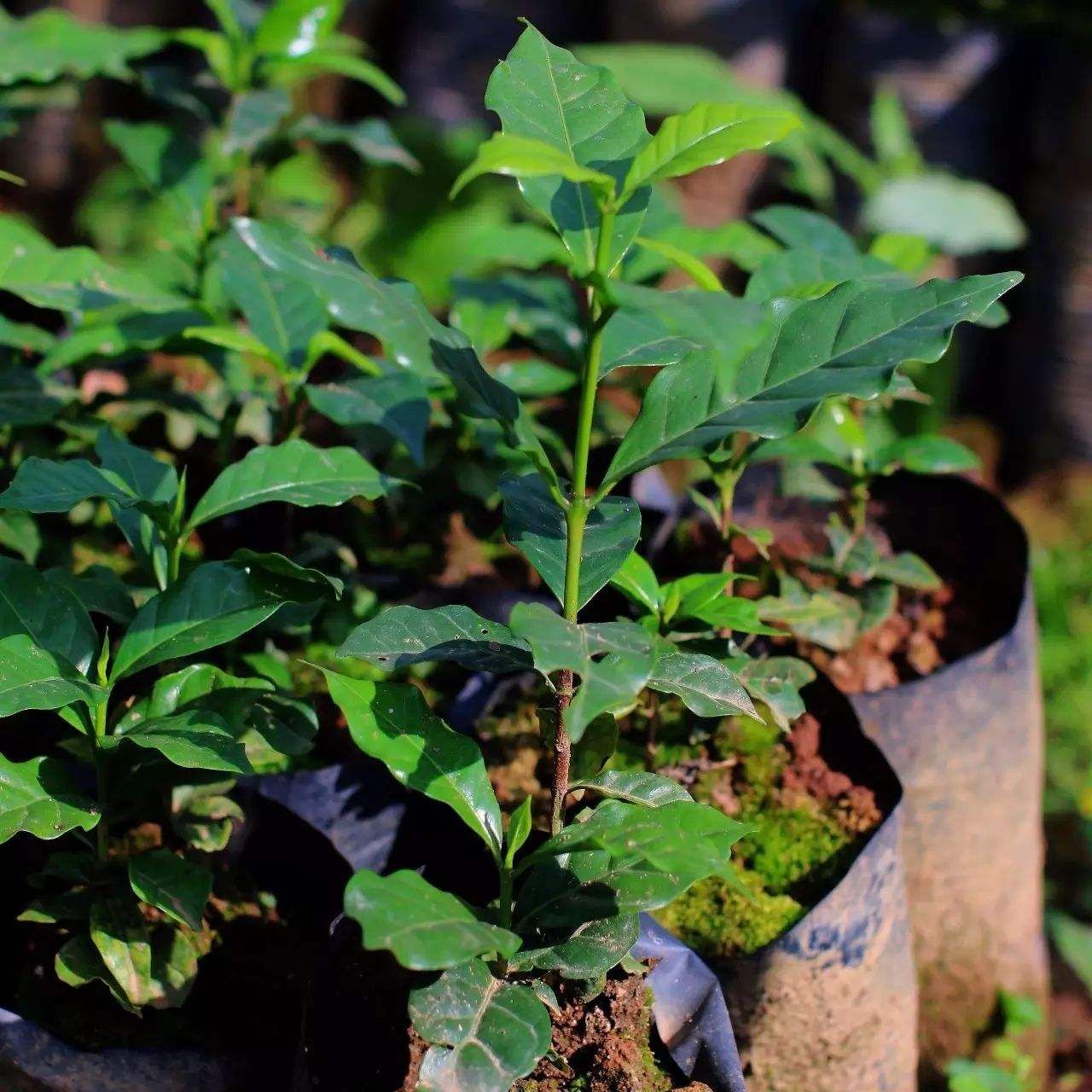 思茅咖啡树种子  普洱小粒咖啡精品种子