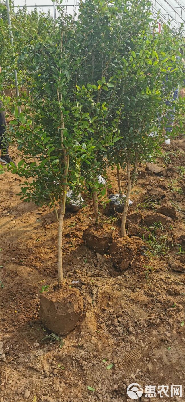 软籽石榴苗  秋季栽石榴树好处多，基地直销，批发价格