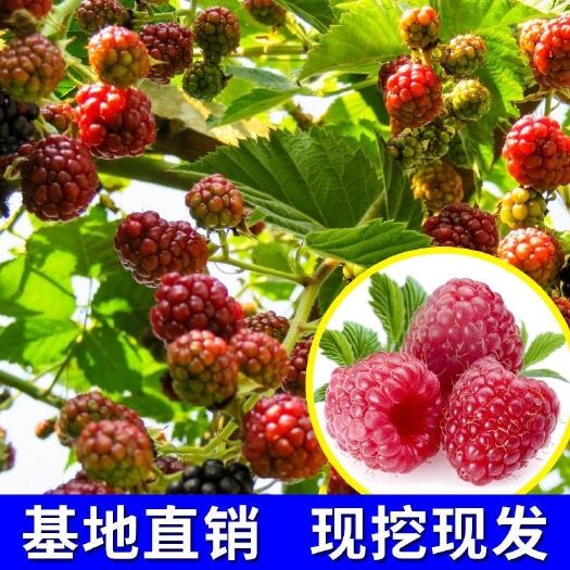  四季红树莓苗 红树莓 黑树莓 黄树莓适合南北方种植，当年挂果