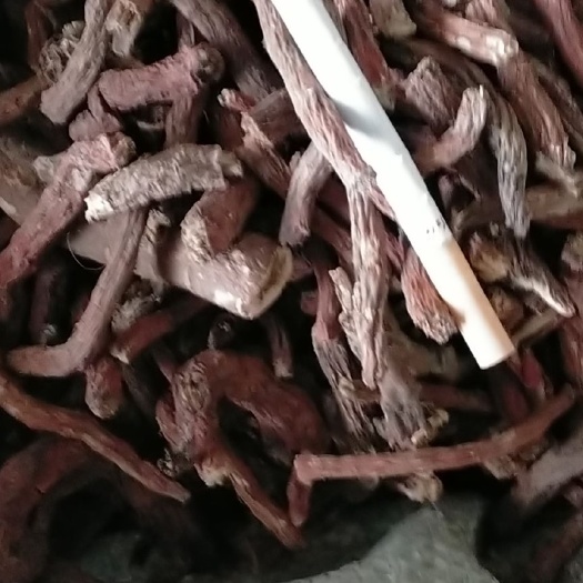 襄汾县大量鲜货 干货丹参，条货，通货