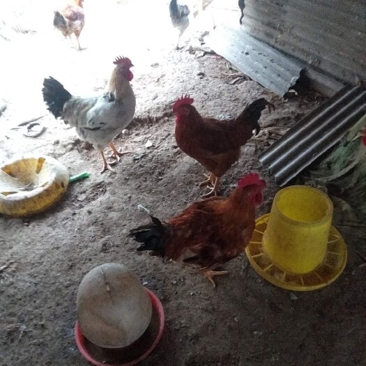 淮北良凤肉鸡 精品良凤老公鸡