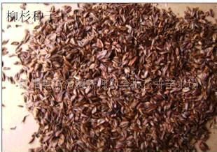 盘州市柳杉种子  一手货源，产地直销，饱满度百分之九十以上，欢迎新老客户订购。