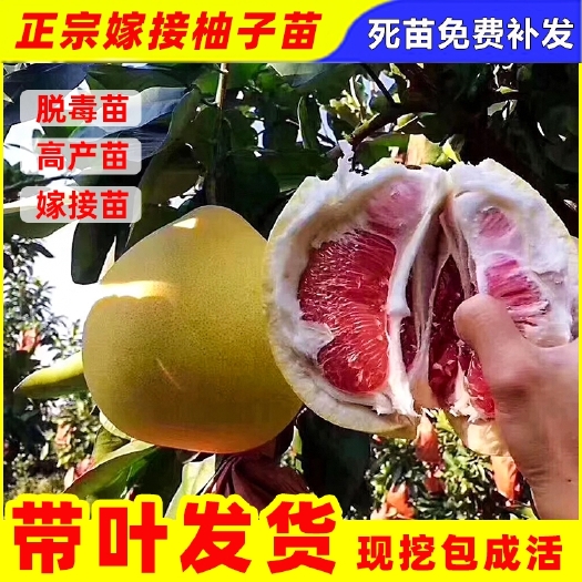 红心柚苗  柚子树苗特大红心蜜柚嫁接苗盆栽南北方种植庭院