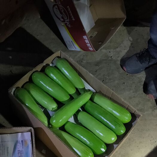 新民市绿丰89西葫芦  精品西葫芦。精品角瓜，沈阳产地代收！大量精品上市！