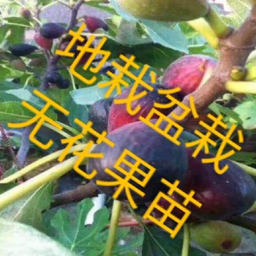 平邑县波姬红无花果苗 波姬红无花果树苗 地栽盆栽 现挖现发