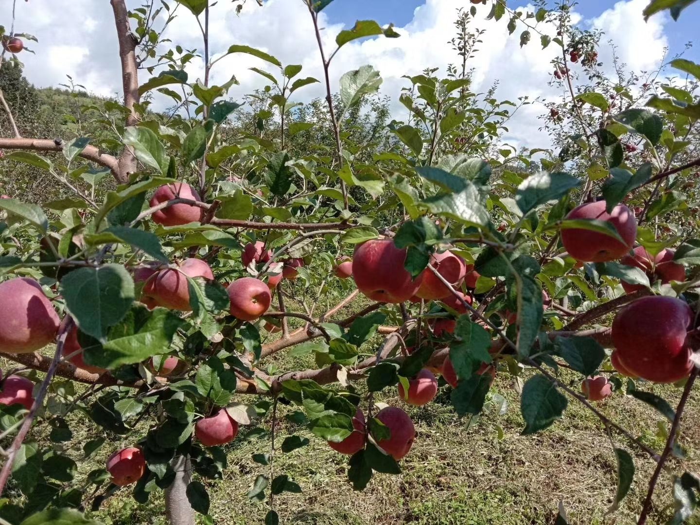 冰糖心蘋果 大涼山瀘沽湖糖心紅富士丑蘋果一件代發(fā)