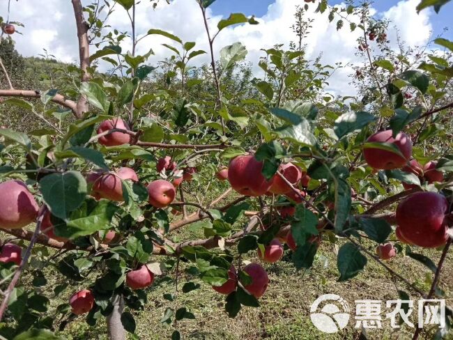 冰糖心苹果 大凉山泸沽湖糖心红富士丑苹果一件代发