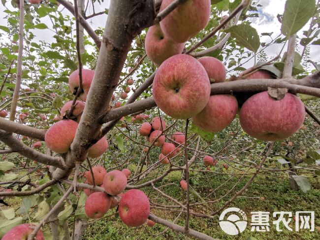 冰糖心苹果 大凉山泸沽湖畔糖心丑苹果正常发货，一件代发