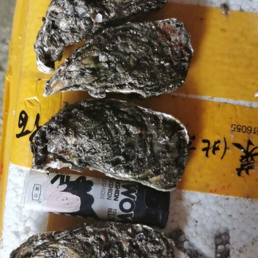 东莞市汫洲生蚝 福建生蚝，烧烤生蚝，一元生蚝，一口蚝，全壳半壳，全国物流