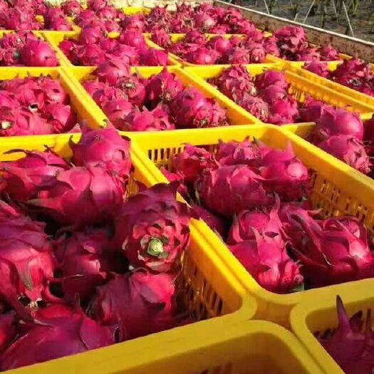 隆安县新品种红宝龙火龙果苗，燕窝果苗，黄龙果苗基地直供。