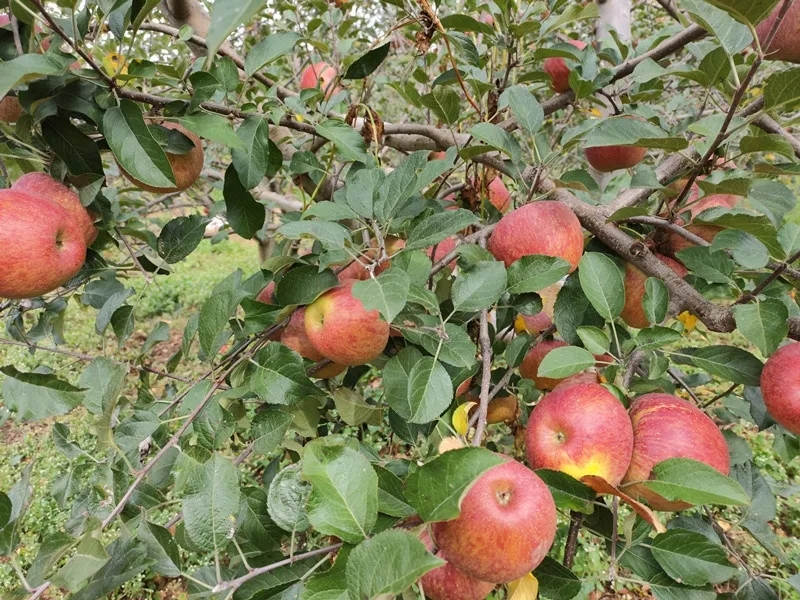 冰糖心蘋果 大涼山瀘沽湖糖心紅富士丑蘋果一件代發(fā)