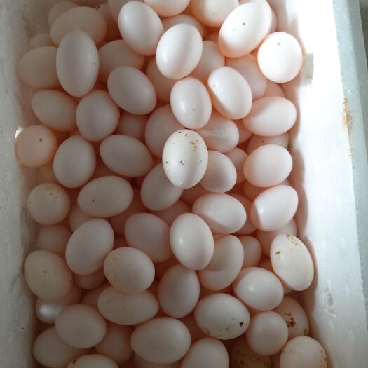 安阳鸽子蛋  白羽王肉鸽蛋