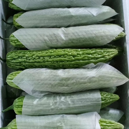 寿光市寿光苦瓜，高温棚种植，全年不断货，瓜条直，颜色翠绿，亮度高