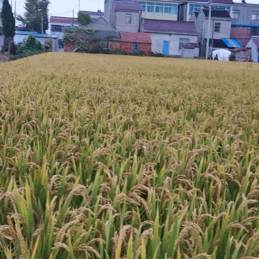 如皋市粳稻谷  500亩水稻