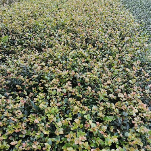 都江堰市 茶梅