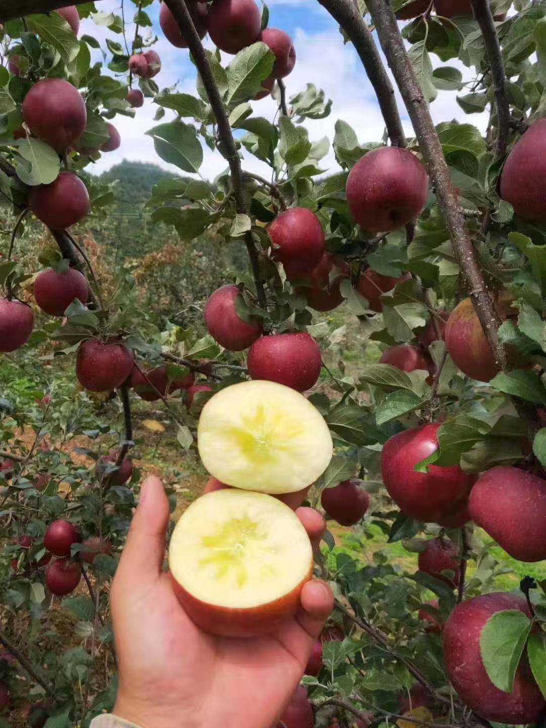 冰糖心蘋果 大涼山瀘沽湖糖心紅富士丑蘋果一件代發(fā)