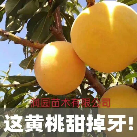 平邑县黄金蜜桃树苗 保证质量 成活率高现挖保湿发货 优质嫁接苗