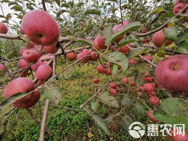 冰糖心苹果 大凉山泸沽湖畔糖心丑苹果正常发货，一件代发