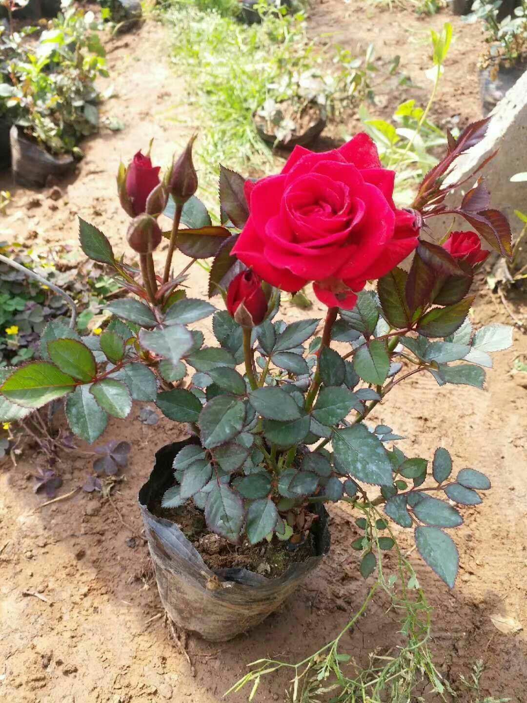  月季玖瑰花大量供应