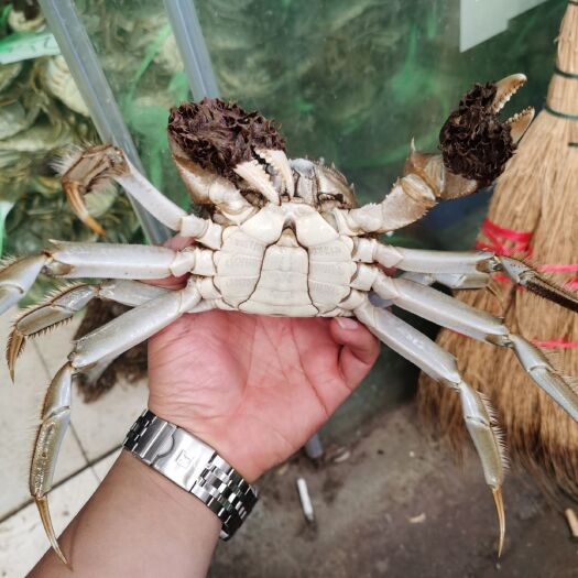 武汉大闸蟹  优质母蟹公蟹 底价出售 有肉 有黄  不苦