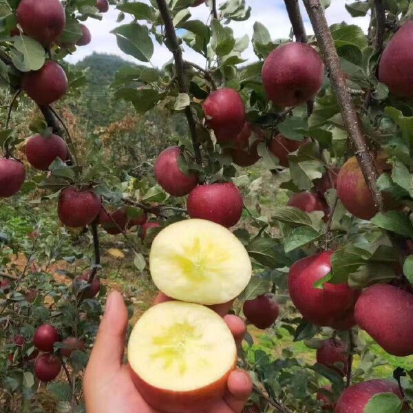 冰糖心苹果 大凉山泸沽湖糖心红富士丑苹果一件代发