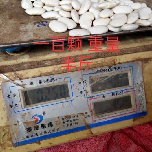威宁县芸豆  白芸豆