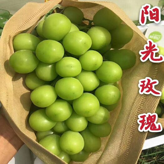 平度市精品脱毒正宗阳光玫瑰葡萄苗价格多少钱一棵大棚葡萄苗批发基地