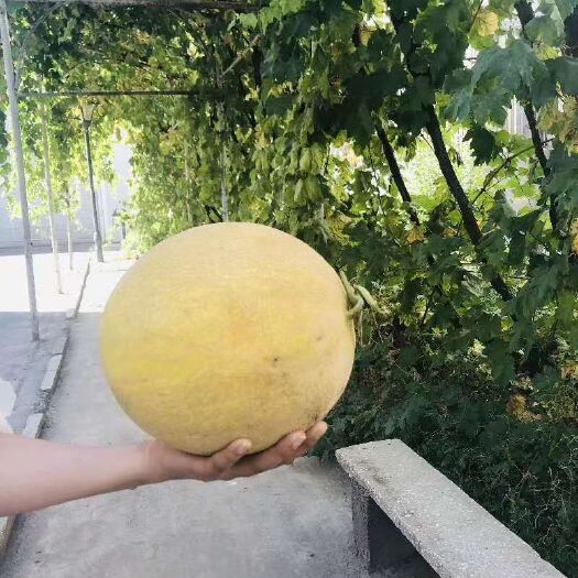 白兰瓜 一级