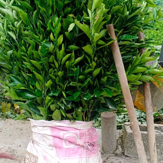 奉节伦晚脐橙苗  两年期伦晚苗，纽何尔苗